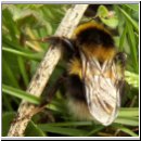 Bombus hortorum - Gartenhummel 02.jpg